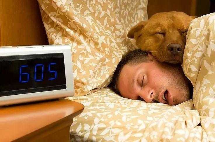 Сколько спят собаки мелких пород