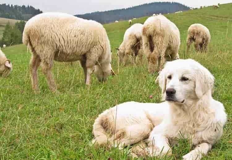 Польская овчарка (подгалянская овчарка, татранская овчарка)