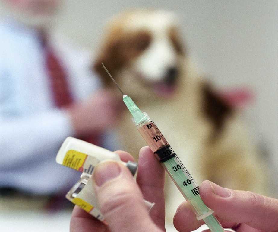 Нобивак для собак : инструкция по применению, схемы вакцинации