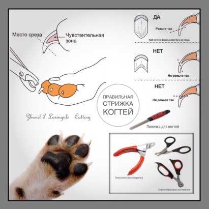 Как подстричь когти собаке: необходимые инструменты, последовательность действий. как понять, что когти щенку пора стричь?