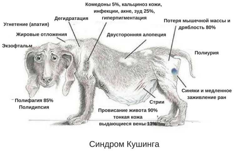 Собаки, симптомы болезней собак, проявление и причины возникновения