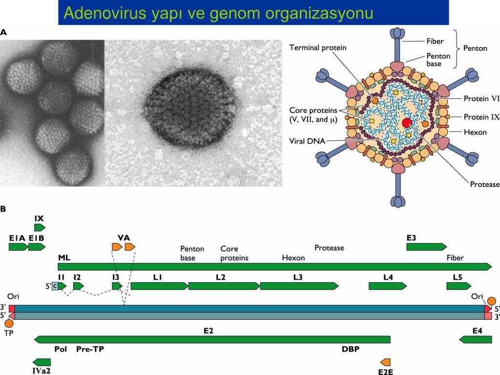 Аденовирус это. Аденовирус строение вируса. Аденовирус строение вириона. Строение аденовируса микробиология. Геном аденовируса.