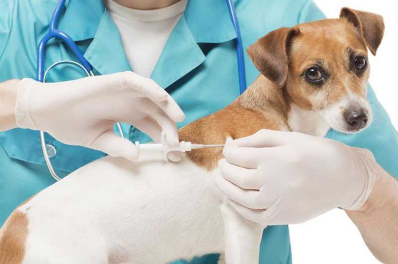 Чем остановить кровь у собаки из когтя, кровоостанавливающие препараты для животных