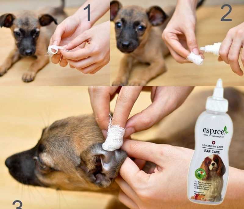 Правила чистки ушей у собаки | блог ветклиники "беланта"