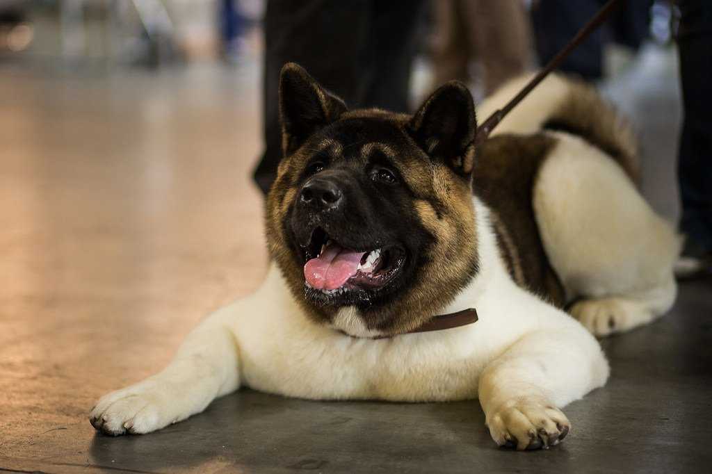 Американская акита (большая японская собака): фото, характеристики и уход