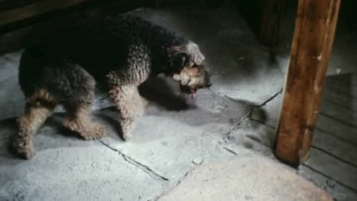 Собака из фильма электроник фото порода