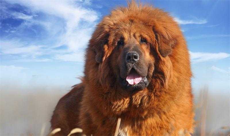 Самые дорогие собаки в мире: топ 20 цены фото