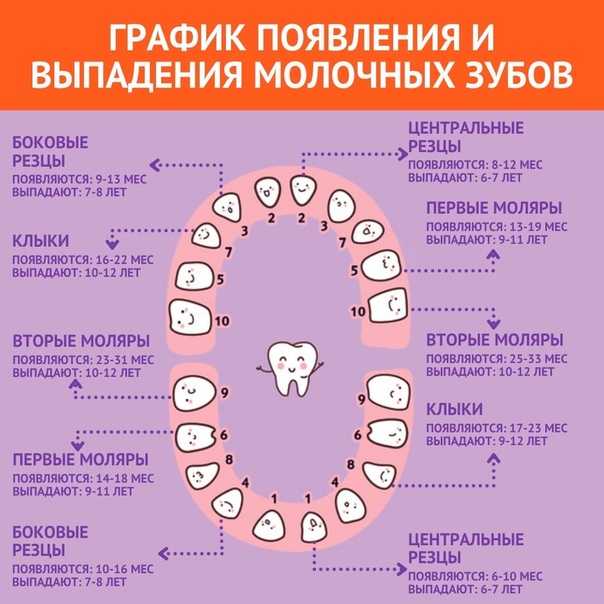 Сколько зубов у собаки — мелкие, средние и крупные породы - окружающий мир вокруг нас