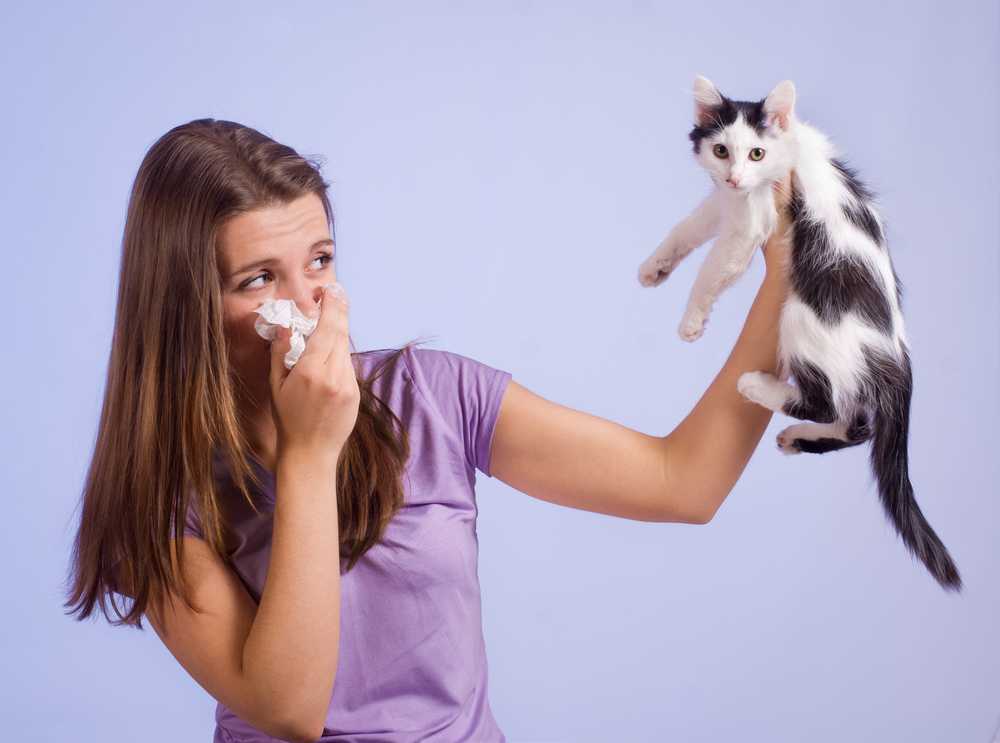 Питомец для аллергиков: есть такие Как выбрать кошку или собаку людям с аллергией Прочитав нашу статью, вы узнаете, какие породы можно завести аллергикам.
