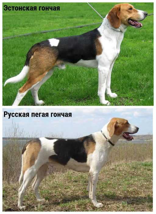 Русская гончая — фото, описание и особенности породы собак