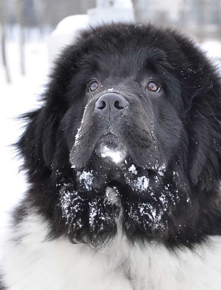 Ньюфаундленд: фото и особенности содержания собаки, все о характере, описание, плюсы и минусы собаки, цена