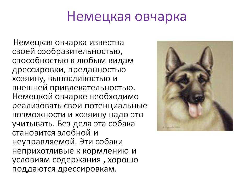 Курцхаар: все о собаке, фото, описание породы, характер, цена