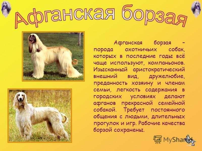 Английский сеттер: все о собаке, фото, описание породы, характер, цена