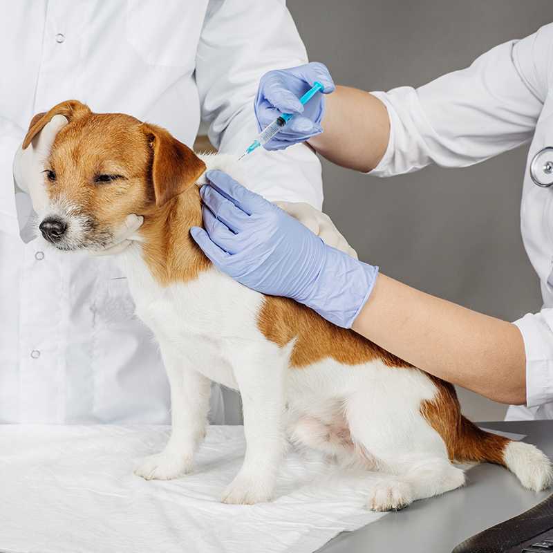 Почему собака кашляет и чем лечить - здоровье животных | сеть ветеринарных клиник, зоомагазинов, ветаптек в воронеже