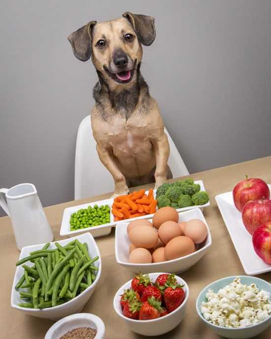Советы и видео: как правильно кормить взрослую собаку, в т.ч. дворнягу, сухим и натуральным кормом: порции, график