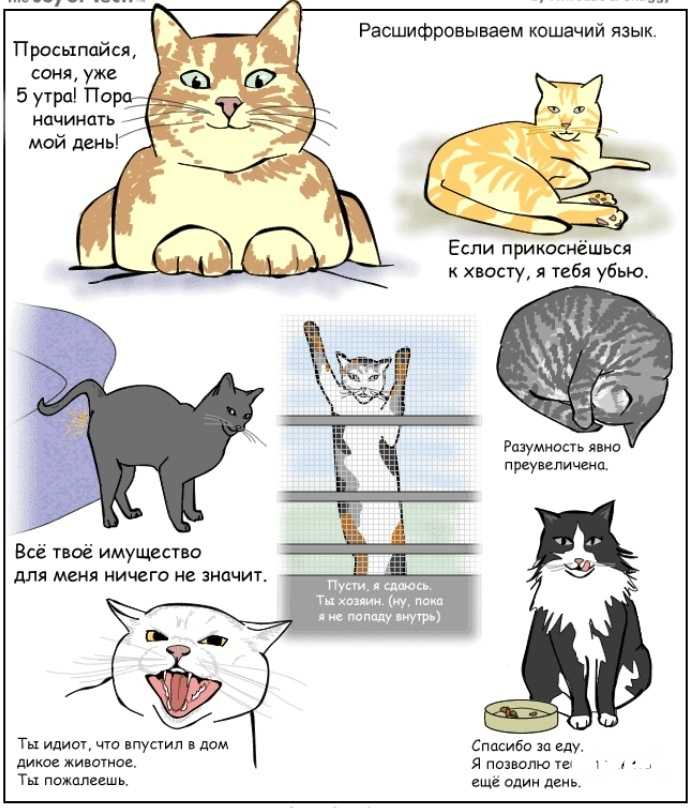 Интересные и неизвестные факты о кошках