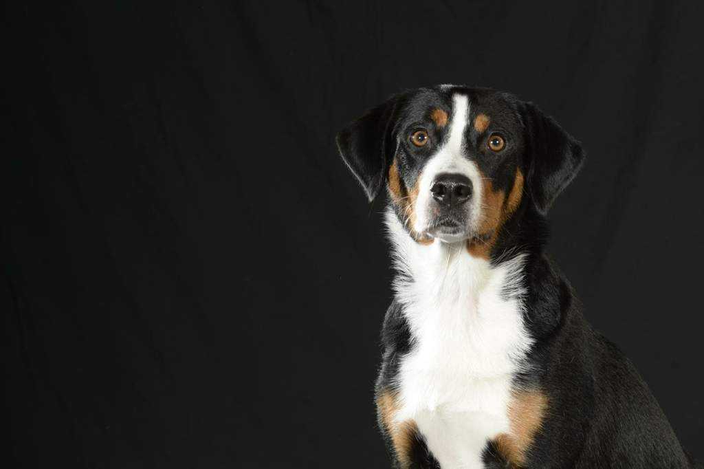 Аппенцеллер зенненхунд: описание породы собак с фото и видео