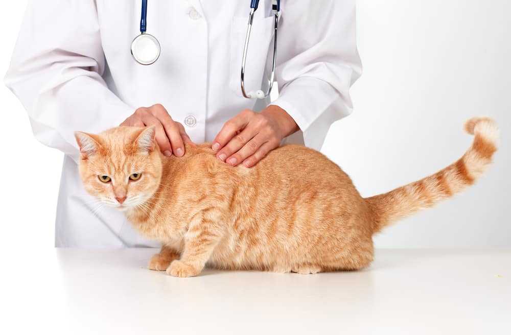 Идиопатический цистит у котов - причины, симптомы, лечение | ветклиника зоостатус
