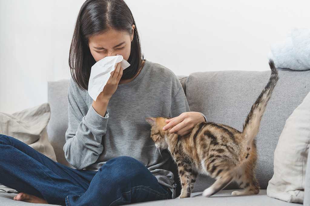 Какого питомца можно завести при аллергии
