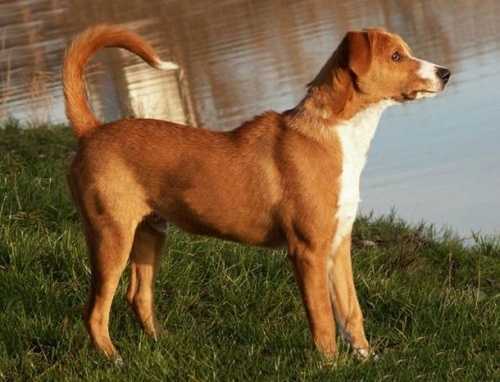 Цвергпинчер: описание породы, характер собаки и щенка, фото, цена