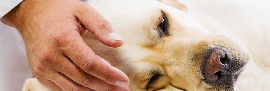 Что такое пироплазмоз у собак симптомы, лечение, последствия и признаки