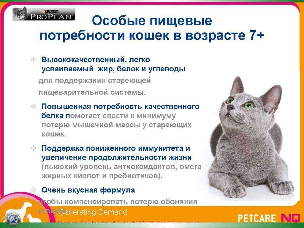 Сколько раз в день нужно кормить котят. График кормления котов. Режим кормления котов по времени. График кормления кошки. Потребность в белке для кошек.