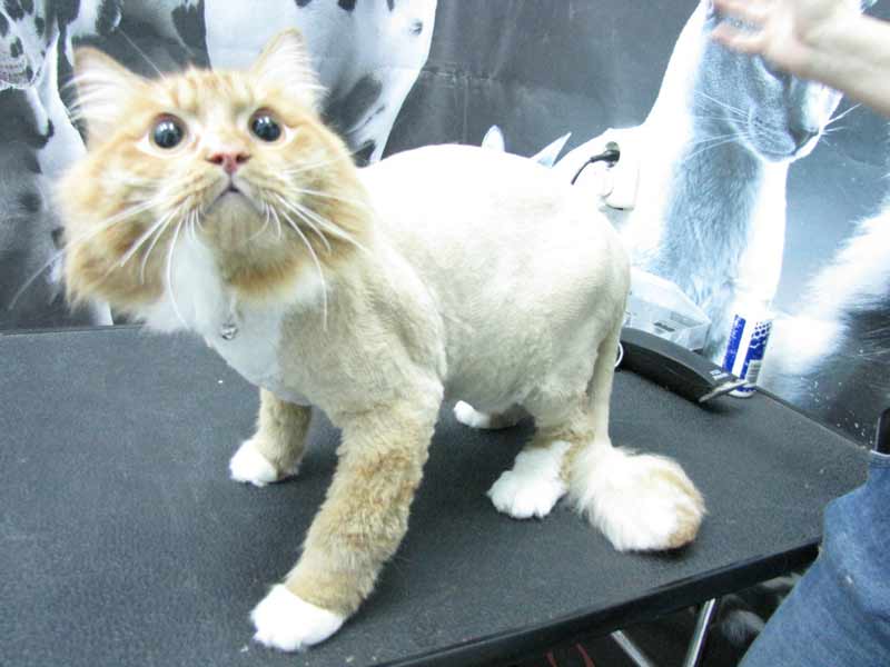 Как подстричь кота дома. как подстричь кота дома машинкой для человека