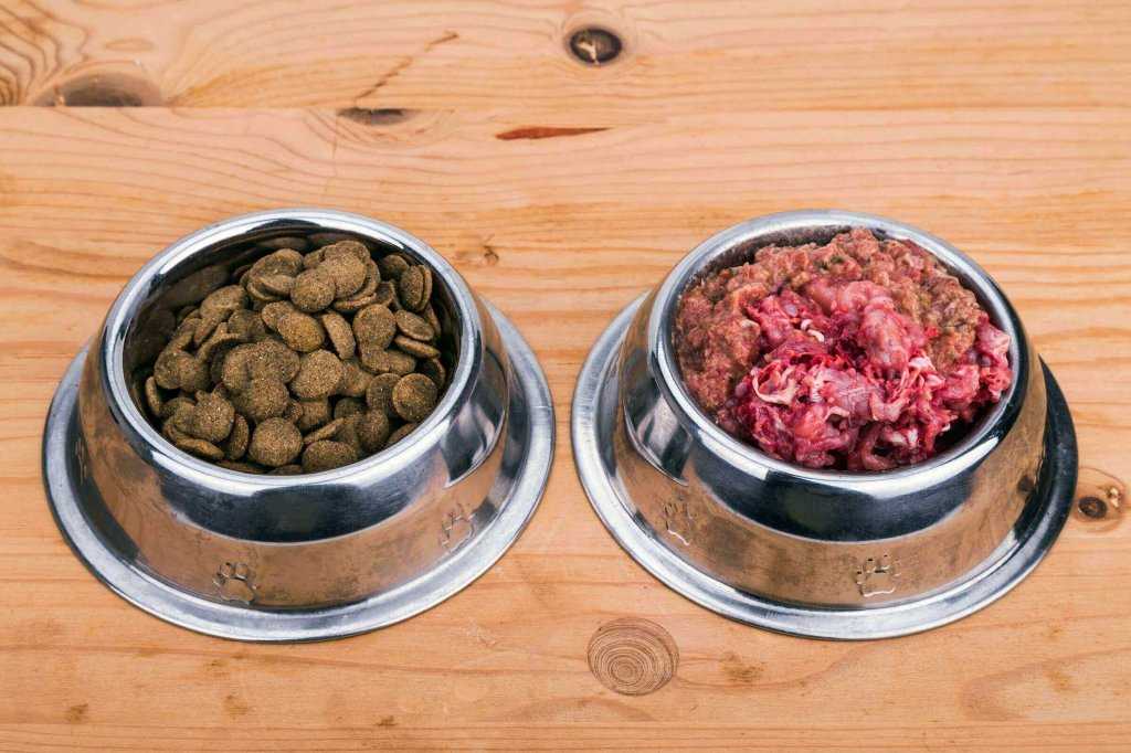 Можно ли совмещать сухой корм и натуральный для собак