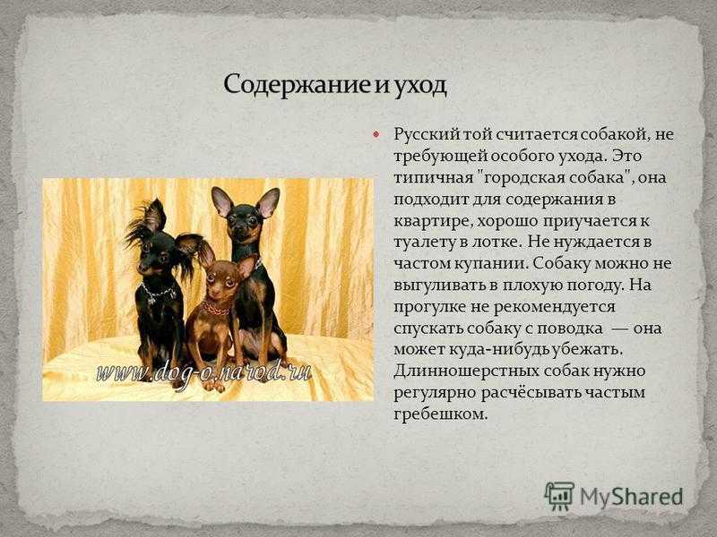 Русский той 🐶 фото, описание, характер, факты, плюсы, минусы собаки ✔