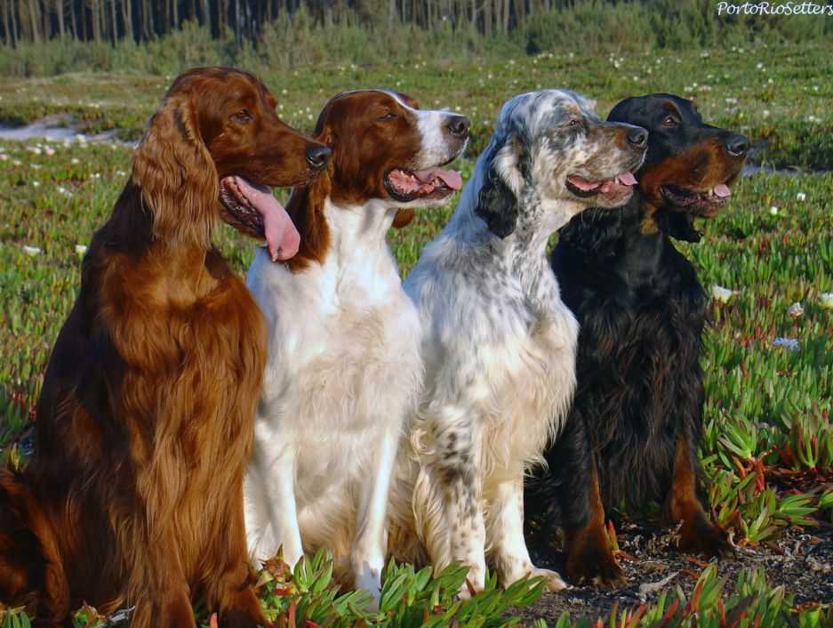 Ирландский (красный) сеттер: фото собаки, характер, содержание и уход