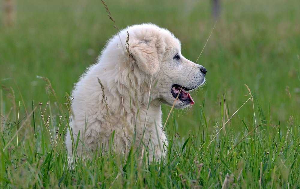 Пиренейская горная собака (45 фото): описание больших собак, размеры щенков пиренейской породы. варианты окраса