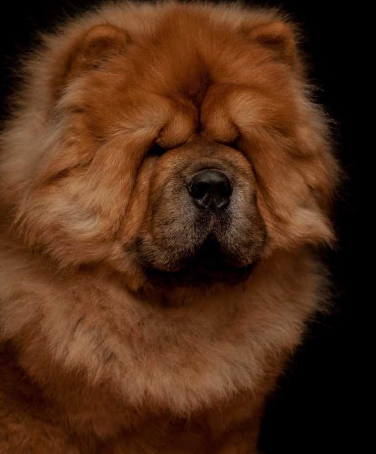 Собаки с фиолетовым языком — название и описание пород, фото, цена