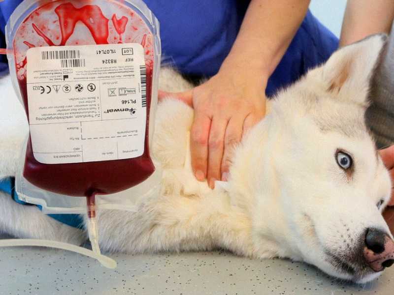 Переливание крови у животных (гемотрансфузия)