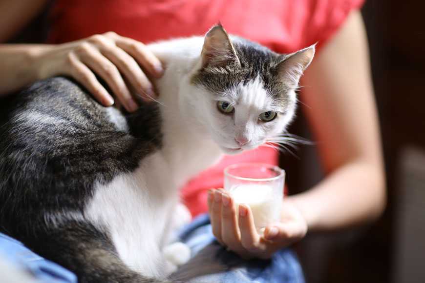 Можно ли кошке давать кефир если кормить сухим кормом