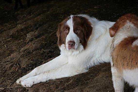 Болгарская овчарка (каракачанская собака) - фото и описание породы