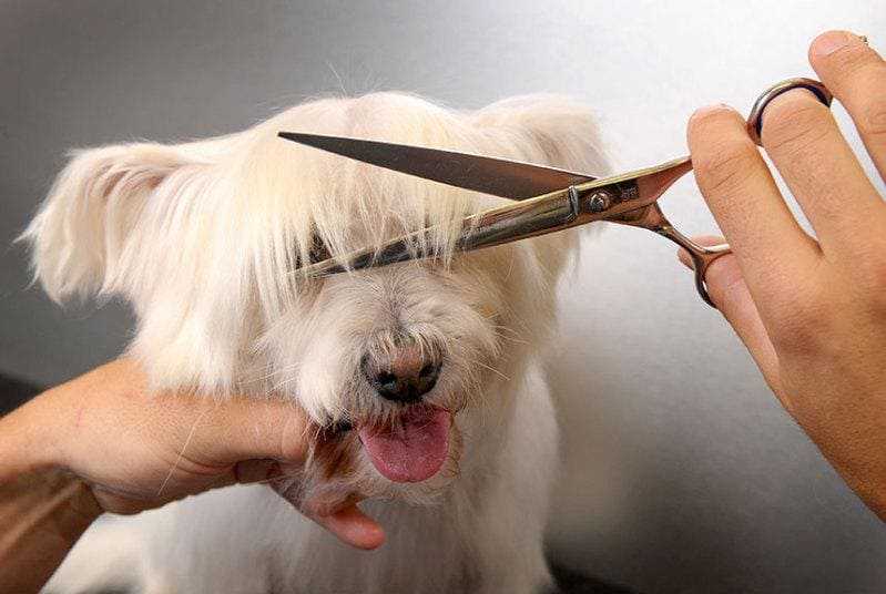Как правильно стричь когти собаке когтерезкой в домашних условиях, зачем это нужно и как часто делать