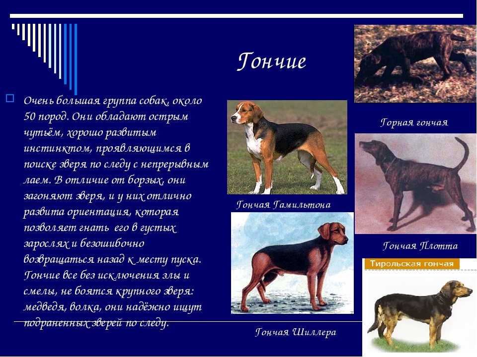 Английские породы собак с фото, названиями и описаниями