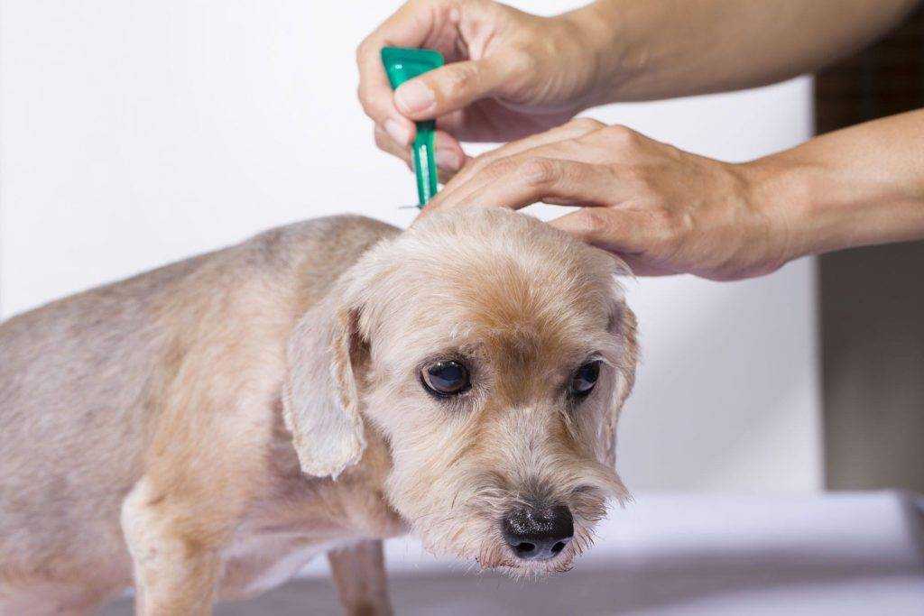 Микоплазмоз у собак: симптомы и способы лечения