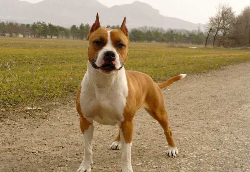 Собака — американский стаффордширский терьер: характер, уход, здоровье, особенности и описание породы, окрас, фото, отзывы владельцев