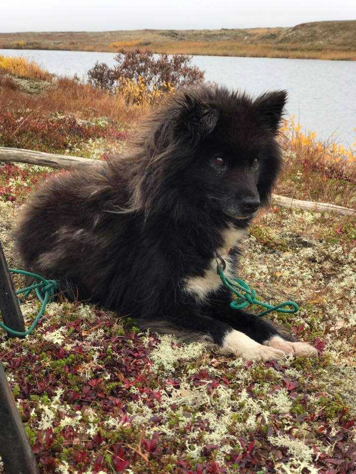 Ненецкая оленегонная лайка - породы лаек - собаководство - собственник