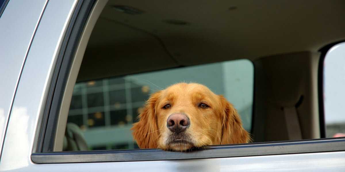 Почему собаку укачивает и тошнит в машине: что делать, чтобы помочь питомцу, и можно ли вылечить собаку от укачивания?