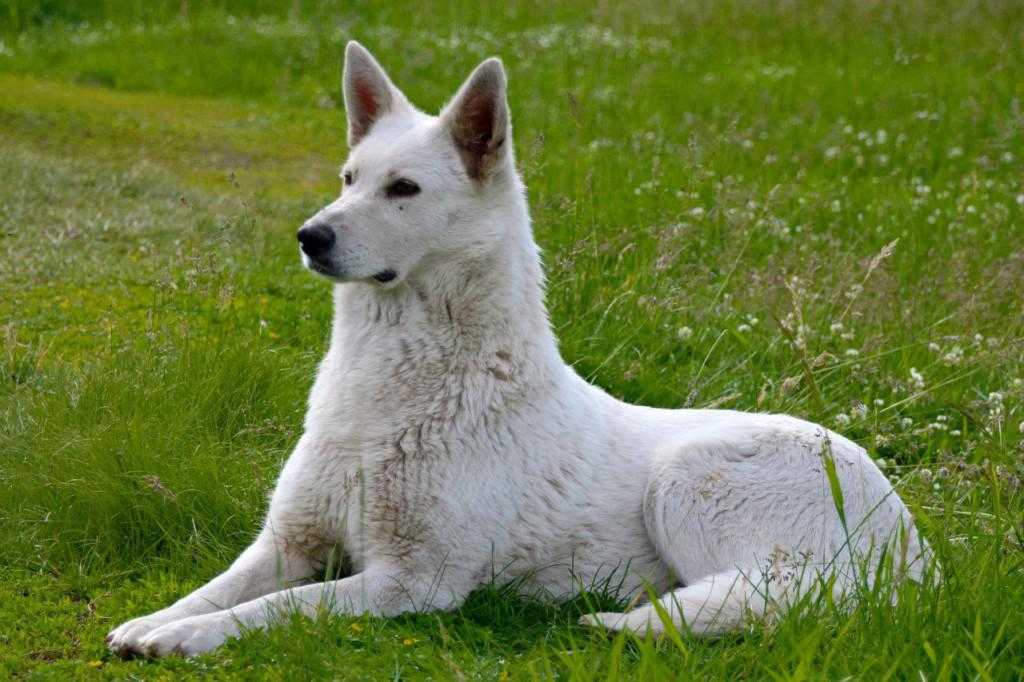 Белая швейцарская овчарка: фото все о породе бшо, вес, рост, характер, цена и разновидности собаки