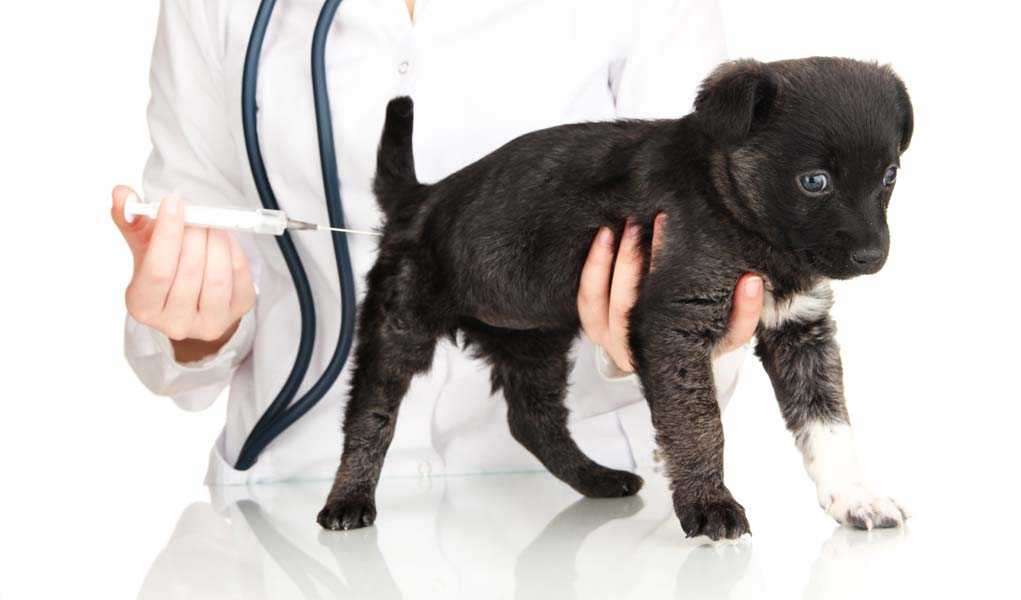 Всё о прививках для собак (взрослых, щенков): когда и какие прививки делать, сроки вакцинации, что делать перед, во время и после - vet-call24 киев