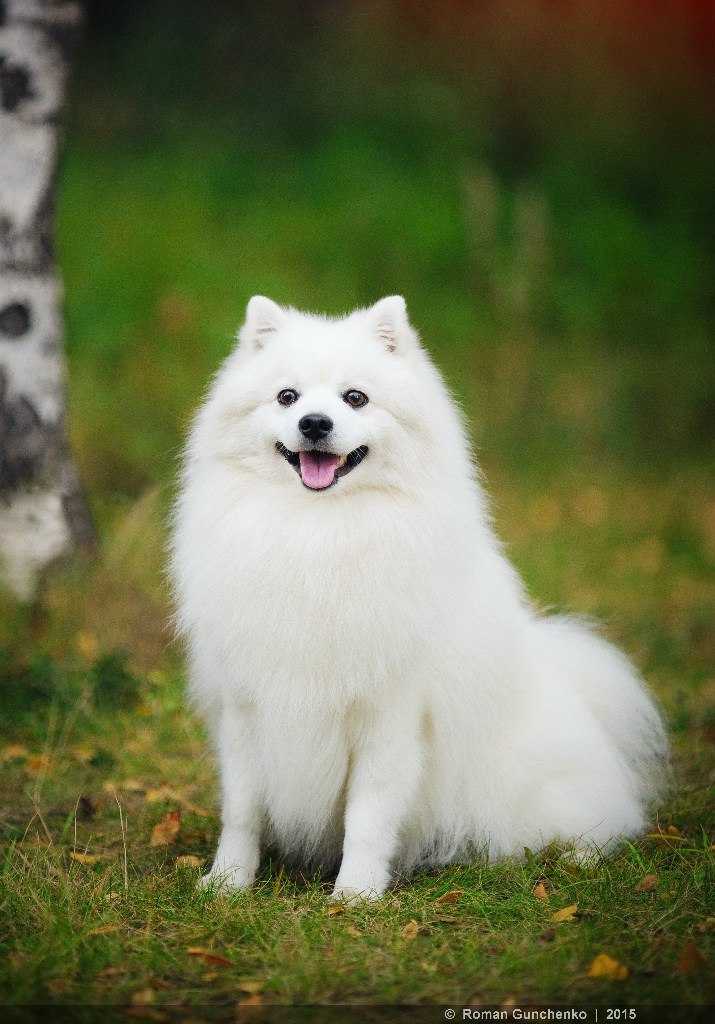 Японский шпиц: описание улыбчивой собаки, содержание, уход и отзывы