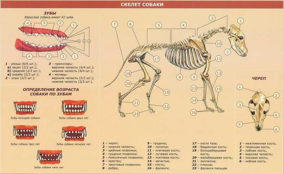 Анатомия собаки — внешнее и внутреннее строение тела