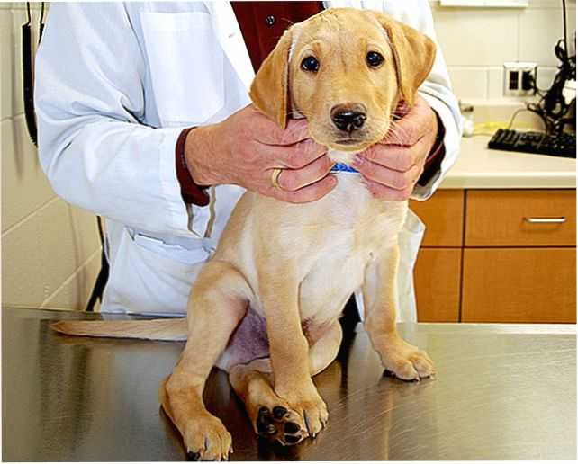 Анемия у собаки: симптомы, причины, лечение