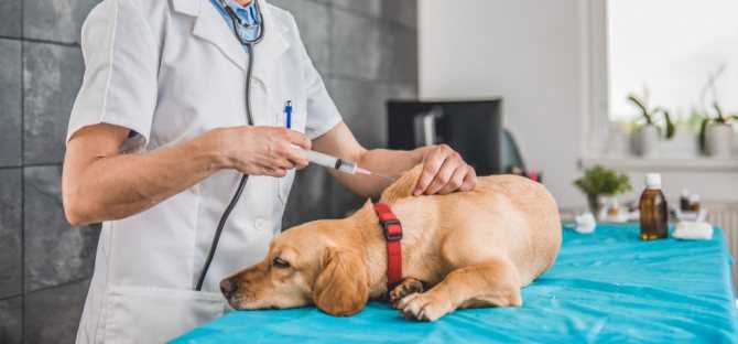 Аденовирус у собак. как определить и чем он опасен
