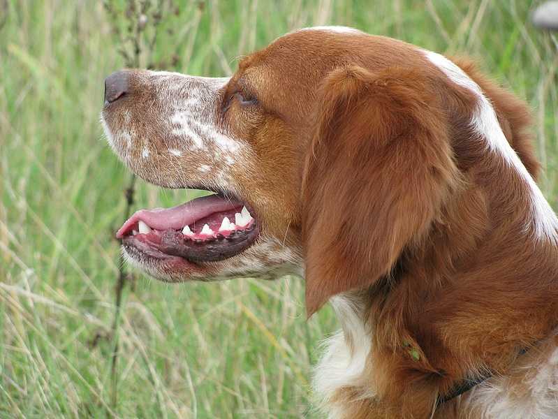 Бретонский эспаньоль (французский спаниель): фото собак, история происхождения и описание породы, а так же где можно купить щенка