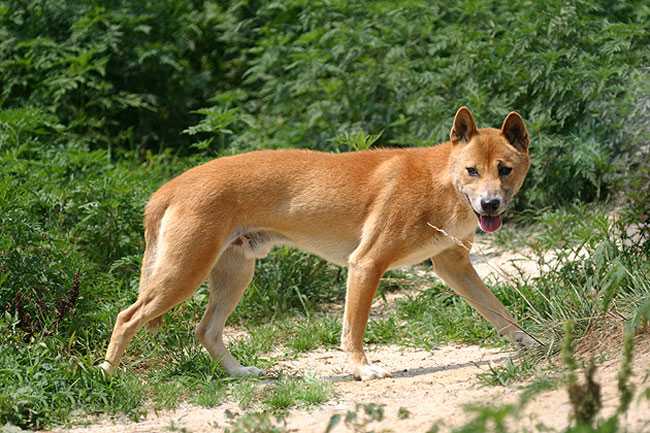 Новогвинейская поющая собака: особенности и история