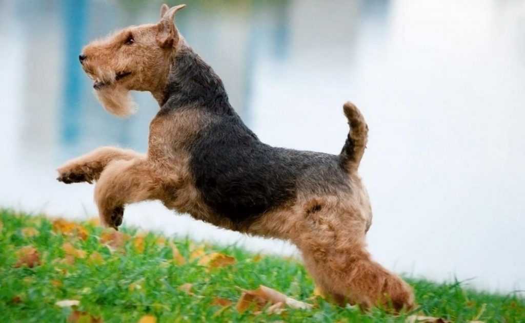 Вельштерьер: фото и описание породы охотничьих собак
вельштерьер: фото и описание породы охотничьих собак